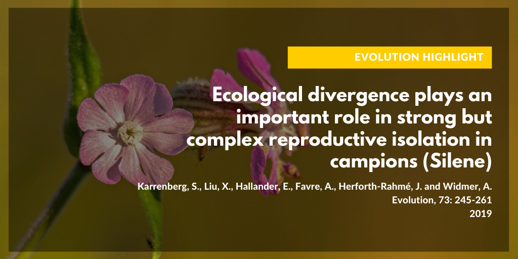 Ecological divergence plays an important role in strong but complex reproductive isolation in campions (Silene)